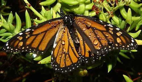RESEARCH PROJECTS in the Anurag Agrawal lab at Cornell include the biology of the monarch butterfly. This butterfly is drenched from a rainstorm. (Photo by Kathy Keatley Garvey)
