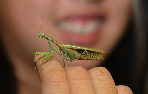 THIS PRAYING MANTIS gets lots of attention at the Bohart Museum of Entomology. (Photo by Kathy Keatley Garvey)