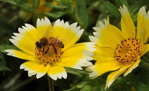 HONEY BEE nectaring on Tidy Tips, a native California wildflower. (Photo by Kathy Keatley Garvey)