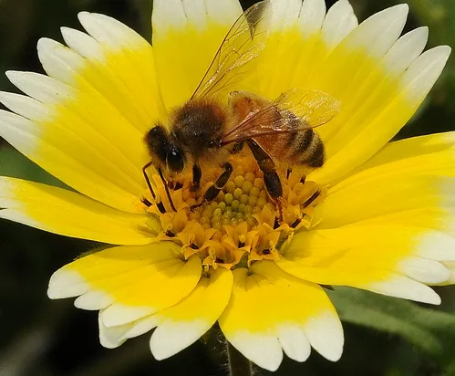 SUN BREAK--no cold, no wind, no rain--means it's time for the honey bees to hit the Tidy Tips on the UC Davis campus. (Photo by Kathy Keatley Garvey)