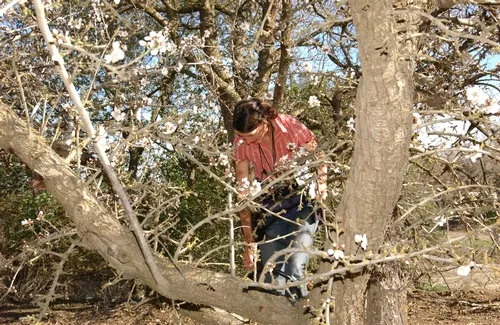 ALEXANDRA KLEIN, shown here in the arms of an almond tree in the Capay Valley in February of 2008, will speak on "Can Wild Pollinators Contribute, Augment, and Complement Almond Pollination in California?" at a UC Davis seminar on Feb. 17. (Photo by Kathy Keatley Garvey)