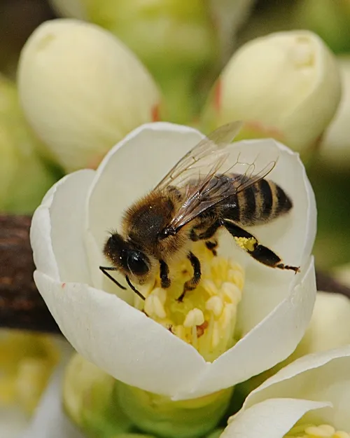 A HONEY BEE foraging in the white flowering quince in the White Flower Garden, UC Davis Arboretum. (Photo by Kathy Keatley Garvey)