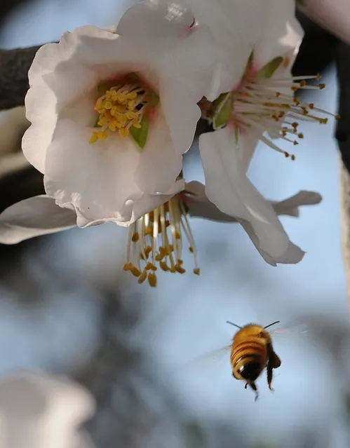 GOODBYE, BEE--A honey bee leaves the almond blossoms and heads back to her hive. All the worker bees are girls. (Photo by Kathy Keatley Garvey)