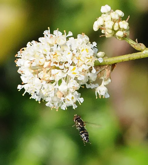 A SYRPHID FLY (problably from the Genus Toxomerus) heads toward a white ceanothus blossom near Tomales Bay. (Photo by Kathy Keatley Garvey)