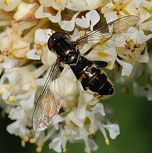 WINGS GLITTERING in the sun, a syrphid fly lands on a white ceanothus blossom. (Photo by Kathy Keatley Garvey)