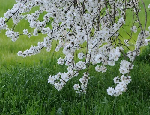 ALMOND BLOSSOMS light up a grassy area on the Laidlaw facility grounds. (Photo by Kathy Keatley Garvey)