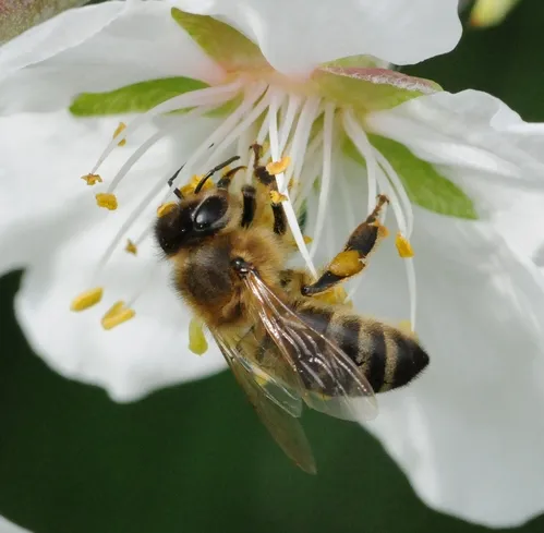 OBLIVIOUS to everything else but an almond blossom, a honey bee extracts nectar and collects pollen. (Photo by Kathy Keatley Garvey)