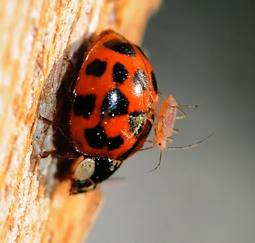 SAFEST PLACE for an aphid is on the back of a ladybug. This photo, taken April 18, 2009, shows a ladybug searching for aphids while a hitchhikes struggles to stay on her back. (Photo by Kathy Keatley Garvey)