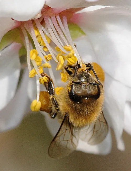 THIS IS THE INSECT that Extension apiculturist Eric Mussen knows from head to thorax to abdomen: the honey bee. (Photo by Kathy Keatley Garvey)