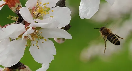 HONEY BEE in flight at the Harry H. Laidlaw Jr. Honey Bee Research Facility at the University of California, Davis. Scientists say the bee is more fuel efficient than even the most fuel-efficient car; the bee can get nearly 5 million miles to the gallon. (Photo by Kathy Keatley Garvey)