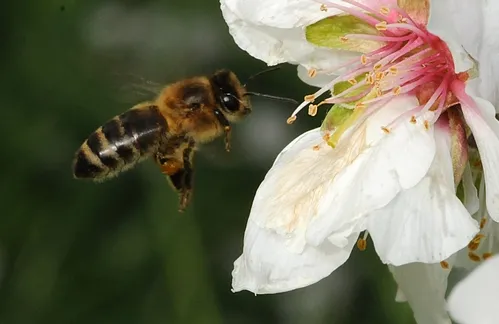 HONEY BEE targets almond blossoms at the Harry H. Laidlaw Jr. Honey Bee Research Facility, University of California, Davis. (Photo by Kathy Keatley Garvey)