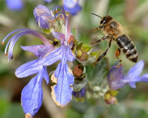 HONEY BEE heads for a Teucrium frutican "Azureum"--also known as a blue bush germander. Note the ant in the middle. (Photo by Kathy Keatley Garvey)