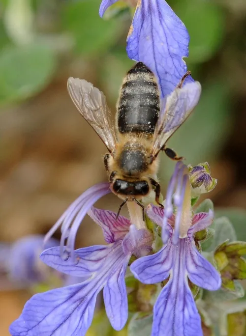 HONEY BEE appears to be "robbing the nectar" on this Teucrium fruticans, bypassing the traditional entrance to the blossom. (Photo by Kathy Keatley Garvey)