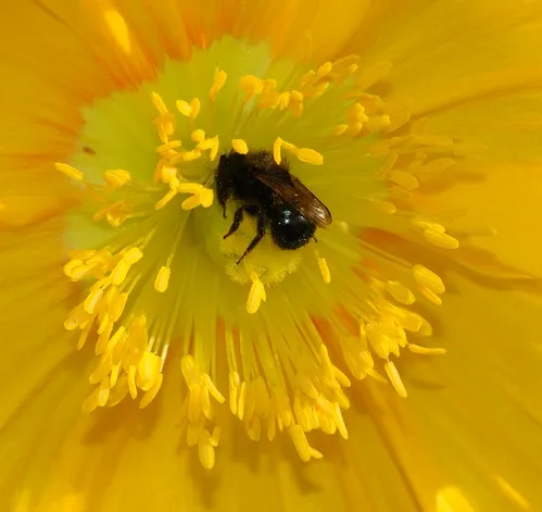 MASON BEE, a female from the genus Osmia (family Megachilidae), tucked inside an Iceland poppy. (Photo by Kathy Keatley Garvey)