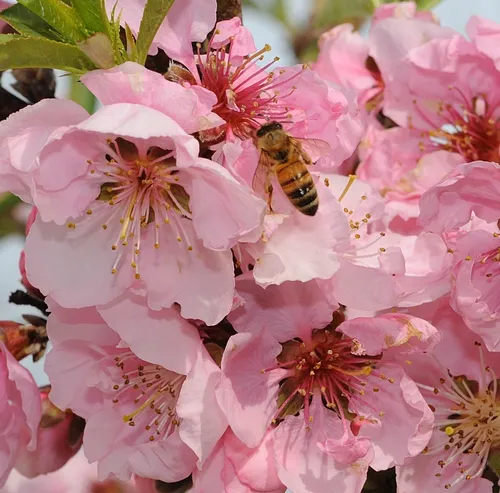 HONEY BEE nectaring nectarine blossoms. (Photo by Kathy Keatley Garvey)