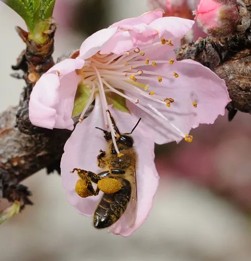 POLLEN-PACKING honey bee in a nectarine blossom. (Photo by Kathy Keatley Garvey)