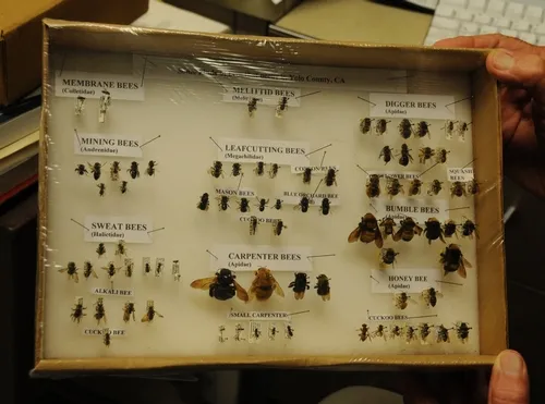 THIS COLLECTION of bees, by native pollinator specialist Robbin Thorp, shows the wide diversity of bees in Yolo County. (Photo by Kathy Keatley Garvey)