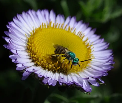 THIS is a male green sweat bee, Agapostemon texanus. (Photo by Kathy Keatley Garvey)