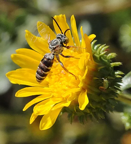 THIS is a cuckoo bee, probably the genus Triepeolus, maybe Epeolus, and probably a male (identification by Robbin Thorp). (Photo by Kathy Keatley Garvey)