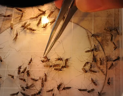 IN THE LAB--Mosquito researcher Tara Thiemann sorts through her collection of mosquitoes that she had earlier trapped in the field. (Photo by Kathy Keatley Garvey)