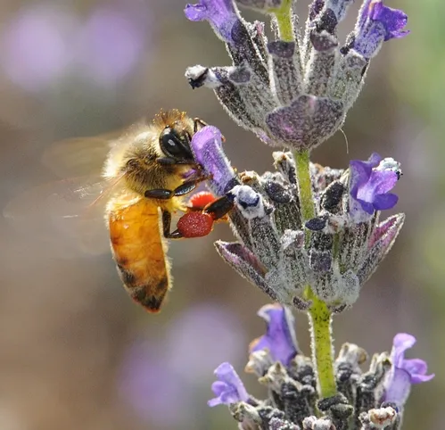 HONEY BEE, packing red pollen from nearby rock purslane blossoms, nectars lavender. (Photo by Kathy Keatley Garvey)