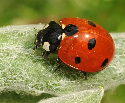 SEVEN-SPOTTED LADYBUG crawls along a leaf in a UC Davis flower garden. (Photo by Kathy Keatley Garvey)