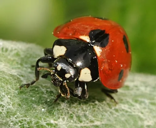 FACE TO FACE with a seven-spotted ladybug. (Photo by Kathy Keatley Garvey)