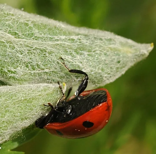 ARE THERE MORE aphids on the other side? A ladybug flips over. (Photo by Kathy Keatley Garvey)