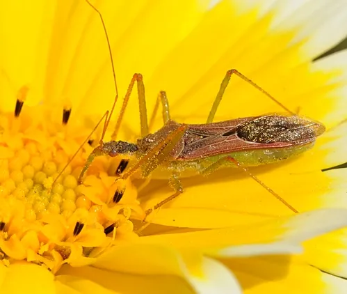 ASSASSIN BUG appears to be sipping nectar from a tidy tip blossom for a quick burst of energy. It preys on small insects, such as aphids, crickets and leafhoppers. (Photo by Kathy Keatley Garvey)