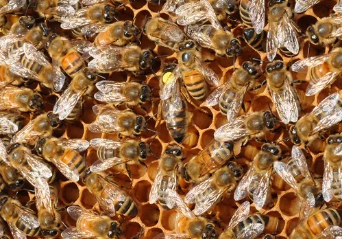 QUEEN BEE (with the dot) is surrounded by worker bees (sterile females). (Photo by Kathy Keatley Garvey)
