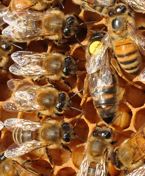 WORKER BEES are lined up in perfect formation as they tend to the queen bee. (Photo by Kathy Keatley Garvey)