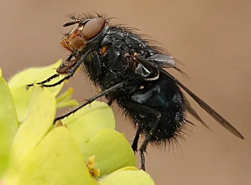 SIP OF NECTAR--A European blue bottle fly prepares to sip nectar from a Mediterranean spurge (Euphorbia characias wulfenii), a plant native to Greece and Turkey. (Photo by Kathy Keatley Garvey)