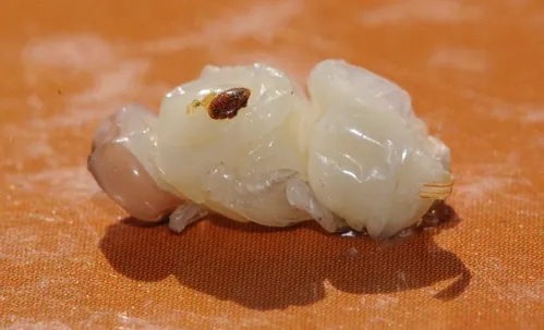 VARROA mite is quite visible on this honey bee pupa. It's a blood-sucking parasite. (Photo by Kathy Keatley Garvey)