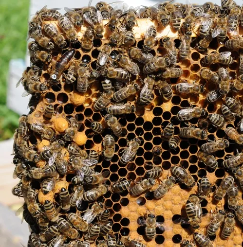 CLOSE-UP of a frame shows the queen bee (upper left) and her colony. (Photo by Kathy Keatley Garvey)