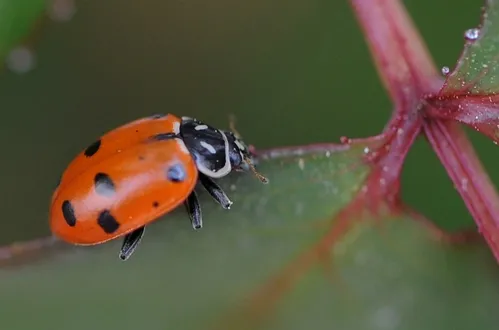 A JUST RELEASED ladybug prowls a rose bush for aphids. (Photo by Kathy Keatley Garvey)