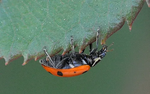 LADYBUG crawls upside down on a rose leaf. (Photo by Kathy Keatley Garvey)