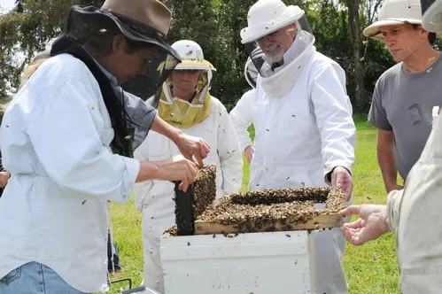 BEE BREEDER-GENETICIST Susan Cobey (left) shows a hive to the students in her queen bee-rearing class. (Photo by Kathy Keatley Garvey)