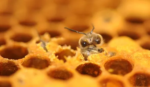 HELLO WORLD!--A honey bee pokes her head out of her cell. Soon she'll be crawling around and assuming her duties and responsibilities. (Photo by Kathy Keatley Garvey)