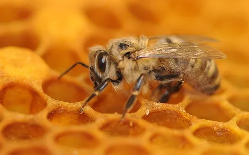 NEWLY EMERGED honey bee crawls along the comb, looking for her sisters. (Photo by Kathy Keatley Garvey)