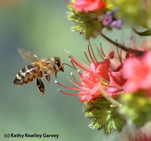 HONEY BEE zeroes in on a ruby-red blossom. (Copyrighted Photo by Kathy Keatley Garvey)