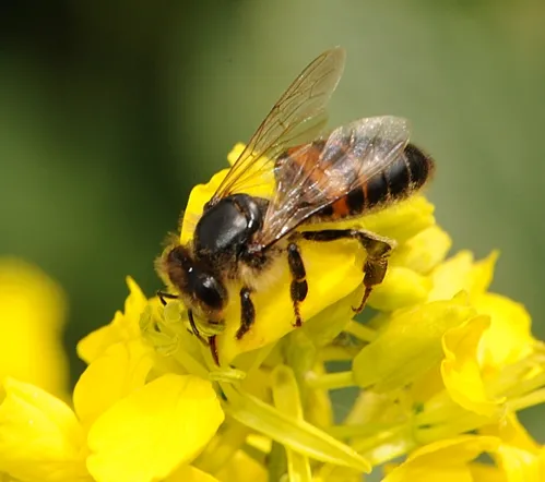AN ELDERLY BEE, one that survived the winter, nectars mustard. (Photo by Kathy Keatley Garvey)