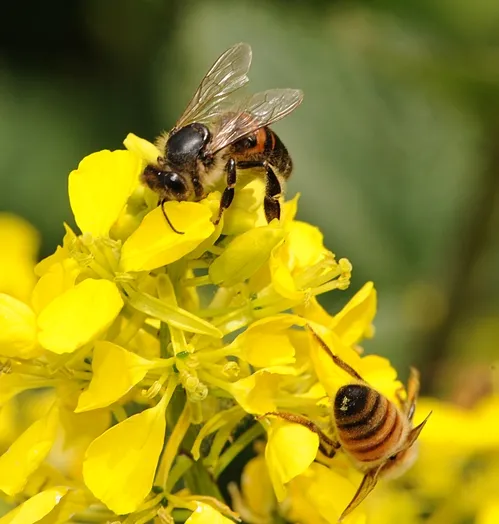 A YOUNG BEE (bottom right) joins an elderly bee in foraging the mustard. (Photo by Kathy Keatley Garvey)