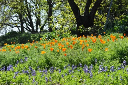 CAMPUS BUZZWAY at UC Davis is awash in gold and blue: California poppies and lupine. (Photo by Kathy Keatley Garvey)