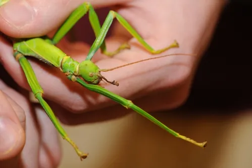 THIS walking stick is a native of the Lesser Antilles, from Guadeloupe to Grenada. (Photo by Kathy Keatley Garvey)