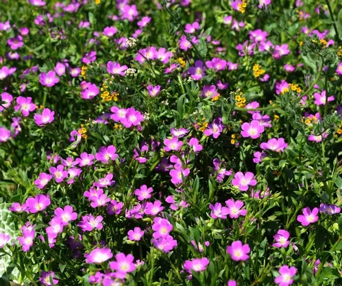FIELD OF REDMAIDS, California native wildflowers, near the Harry H. Laidlaw Jr. Honey Bee Research Facility at UC Davis. Mixed in are fiddleneck (yellow), also frequented by bees. (Photo by Kathy Keatley Garvey)