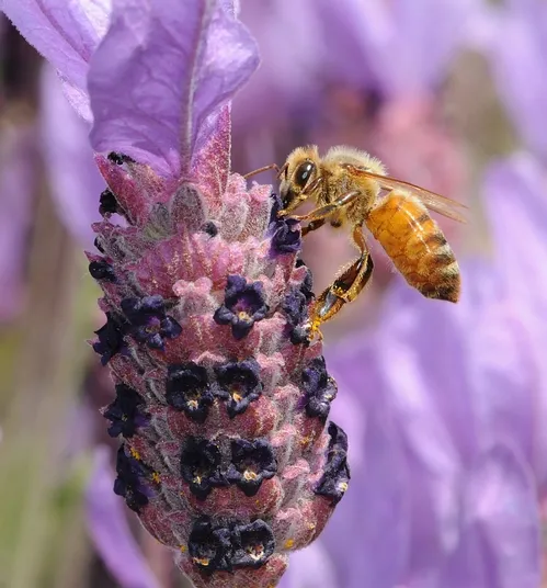 A YOUNG ITALIAN honey bee nectaring lavender on the UC Davis campus. (Photo by Kathy Keatley Garvey)