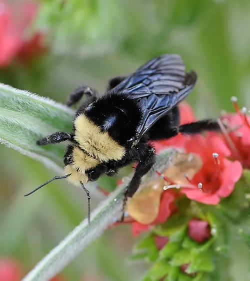 QUEEN BUMBLE BEE, a yellow-faced bumble bee (Bombus vosnesenskii) heads down the tower of jewels. (Photo by Kathy Keatley Garvey)
