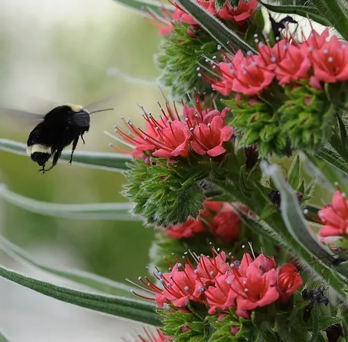 THE QUEEN, after consuming honey, takes flight around the tower of jewels, a nine-foot high plant. (Photo by Kathy Keatley Garvey)