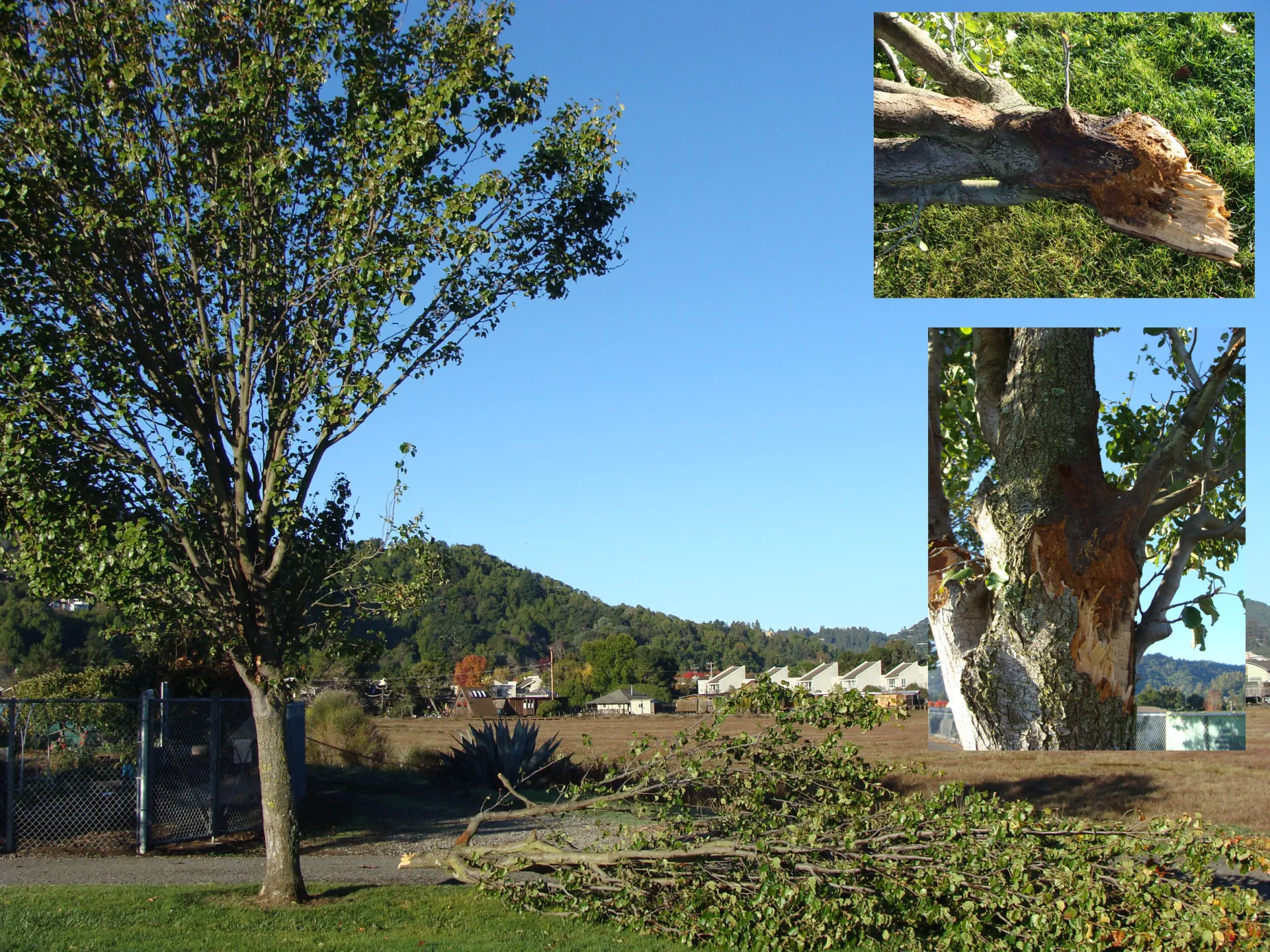 Callery pear branch failure