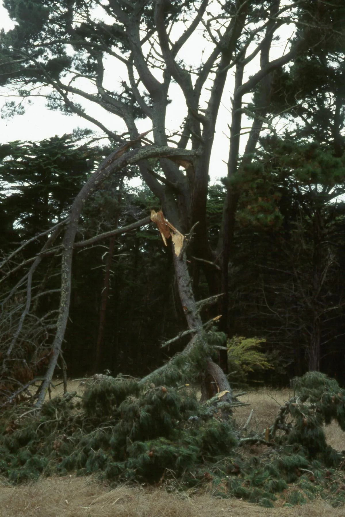Monterey pine branch failure